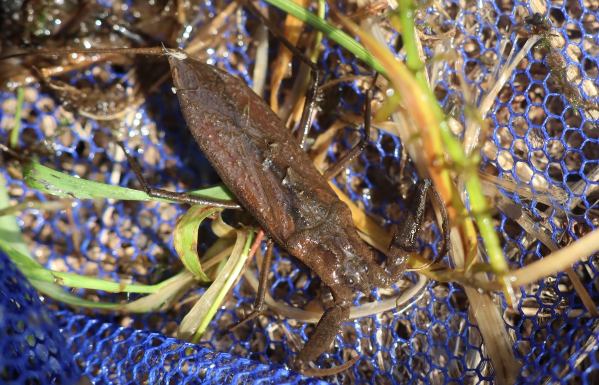 タイコウチ(4匹目)_タガメの里 タガメの命をつなぐ用水路_2022年9月29日14時40分頃_気温29度